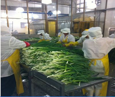 脫水蔬菜、脫水蔥片、調味包、餅干專用、烘焙料,廠家直銷